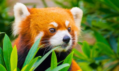 Firefox vulnerability