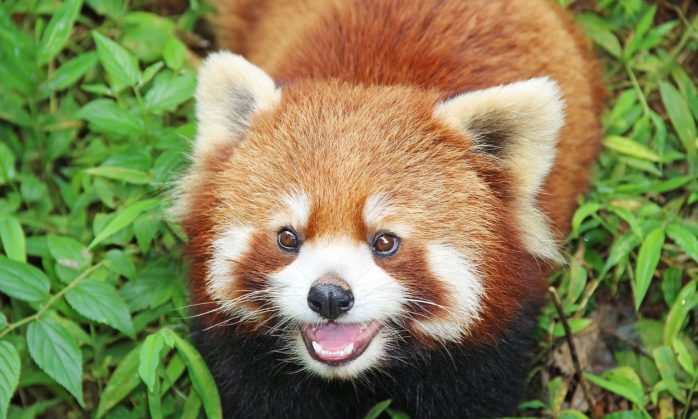 Firefox Will Disable OCSP Checking for DV and OV Certificates