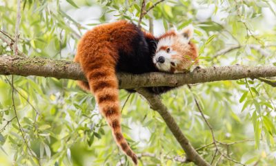 Re-Hashed: Troubleshoot Firefox’s “Performing TLS Handshake” Message