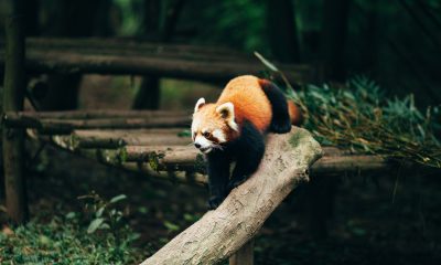 Firefox Announces Secure Contexts Everywhere for New Features