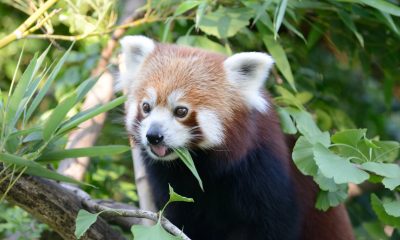 Browser Watch: Firefox to Require HTTPS for Application Cache (AppCache)