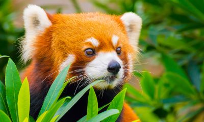 Security Vulnerability Alert: Update your Firefox Browser Now