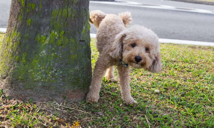 Zombie POODLE and GOLDENDOODLE – Two new exploits found for TLS 1.2