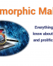 Polymorphic Malware and Metamorphic Malware: What You Need to Know